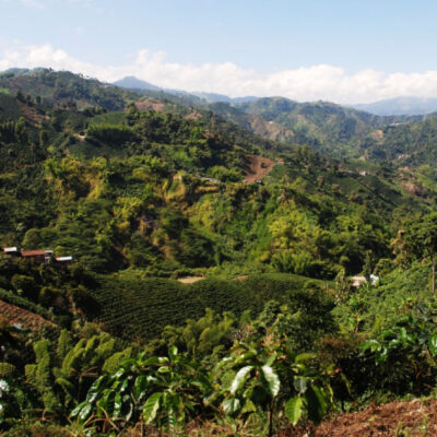 region-du-cafe-terra-colombia-1-1280x800 (1)